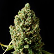 Critical Kush – feminizované semena 10 ks Barney Farms