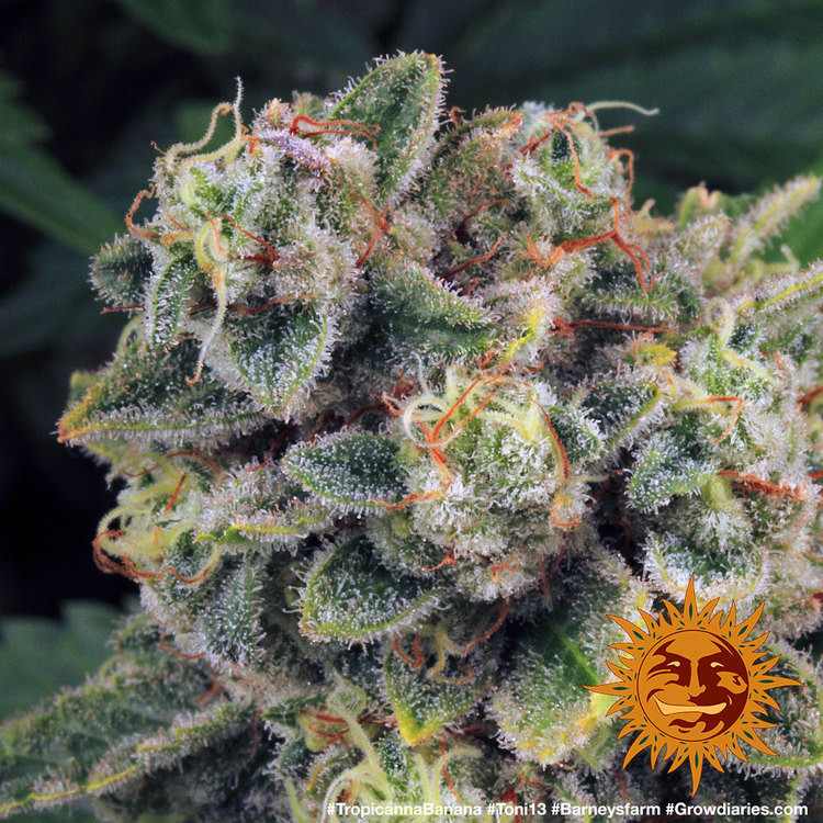 Tropicanna Banana - feminizovaná semena marihuany 3 ks Barney´s Farm