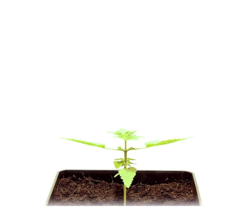 StarRyder autoflowering semínka 3ks Dutch Passion