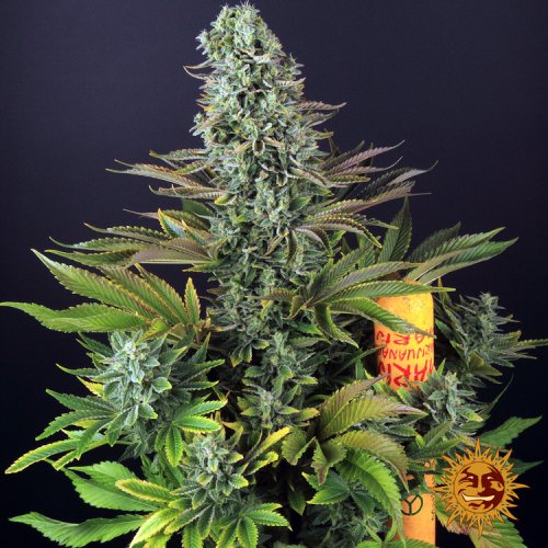 Tropicanna Banana - feminizovaná semená marihuany 5 ks Barney´s Farm