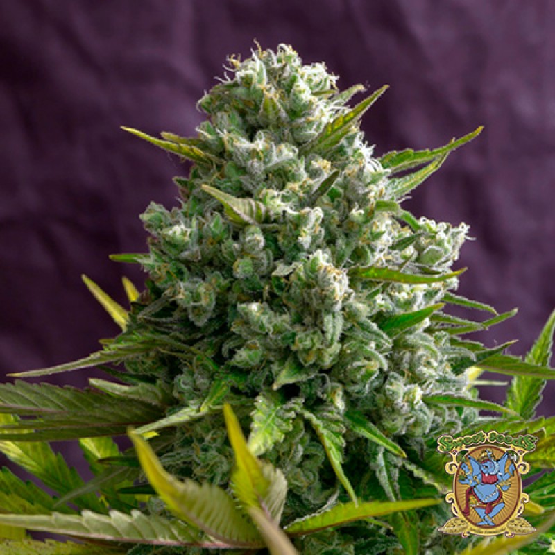 Cream 47 – feminizované semienka 5 ks Sweet Seeds
