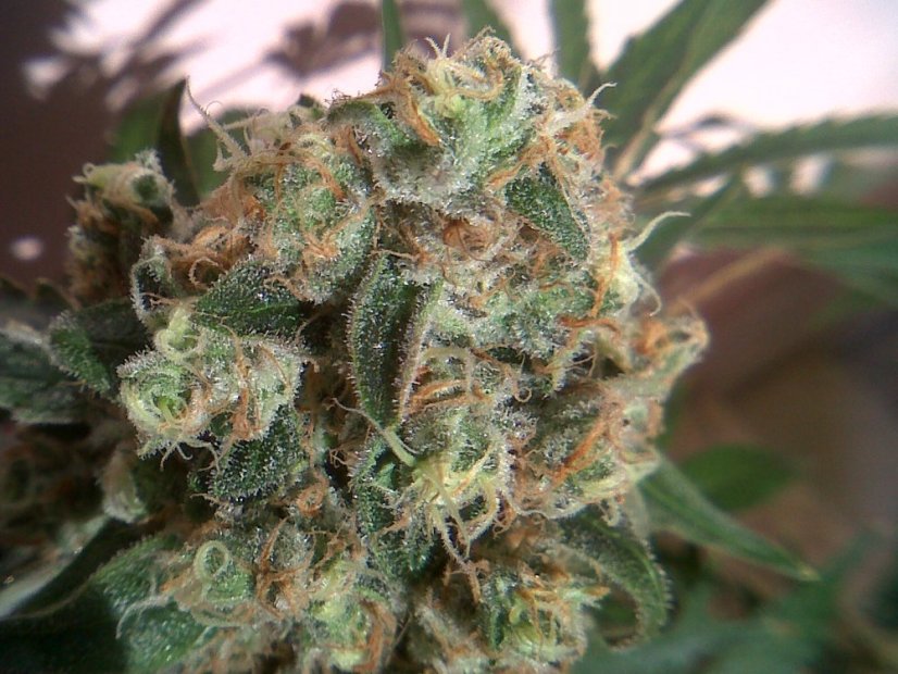 Sensi Skunk - Nasiona 10 szt. Standardowych Sensi Seeds