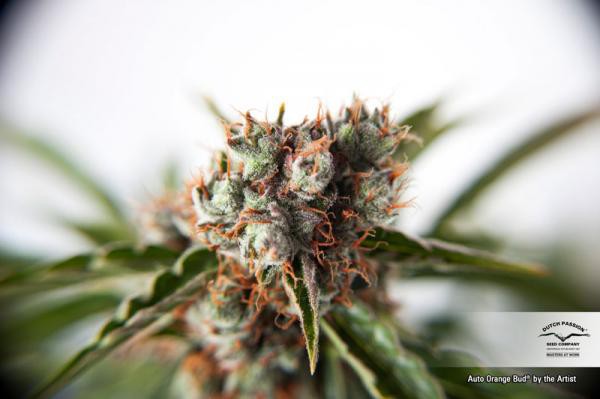 Auto Orange Bud® - 7ks Dutch Passion autoflowering seeds