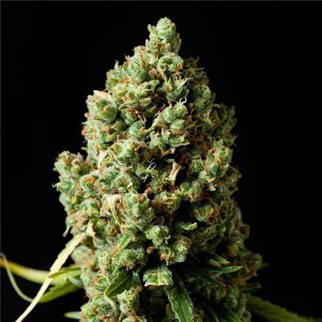 Critical Kush – feminizovaná semena 3 ks Barney´s Farms