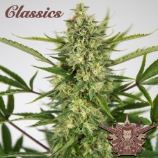 Buddha samonakvétací AK, 3 ks, Buddha Seeds