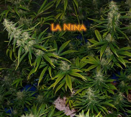 La Nina - Standardized seeds 18 pcs Mr. Nice