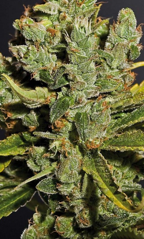 Royal Cheese (Fast Flowering)  - feminizovaná semínka 5 ks Royal Queen Seeds