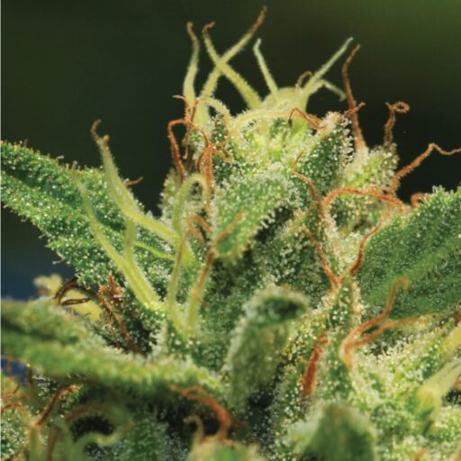Humboldt Sour Diesel Feminizované Semená - 5
