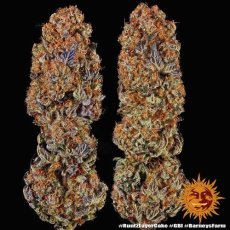 Runtz X Layer Cake - feminized seeds 3 pcs Barney´s Farm