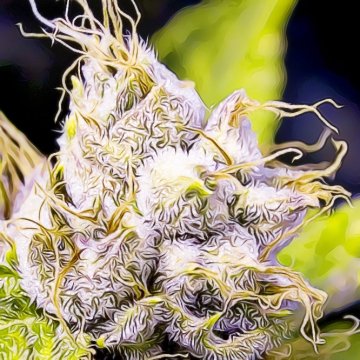 Terpeni Misteriosi nella Cannabis: Feladren e Myrcen