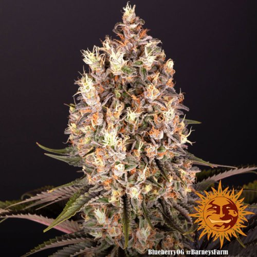 Blueberry OG - feminized marijuana seeds 3 pcs Barney´s Farm