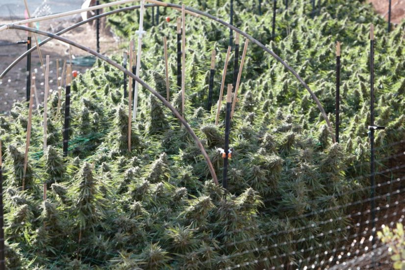 Purple Trainwreck - feminizovaná semína 3ks Humboldt