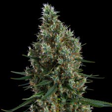 Ethos Genetics Zweet Inzanity RBX nasiona feminizowane