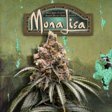 T.H. Seeds Mona Lisa feminizované semená