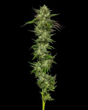 Humboldt Seed Company Slightly Stoopid Collie Man Kush feminisierte Samen
