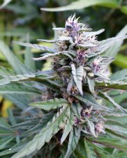 Humboldt Seed Company Hi-Biscus feminisierte Samen