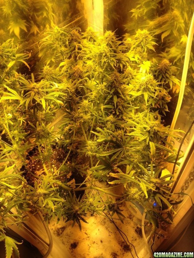 O.G. Kush Auto - fem. a autoflowering semienka 3ks Dinafem