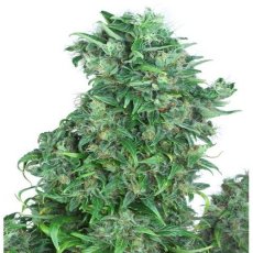 Think Different - autoflowering seeds 3 pcs Dutch Passion