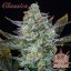 Buddha Auto Diesel, 10 ks, Buddha Seeds