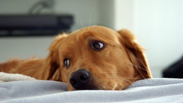 CBD bei Hautproblemen und Fellbeschwerden bei Hunden