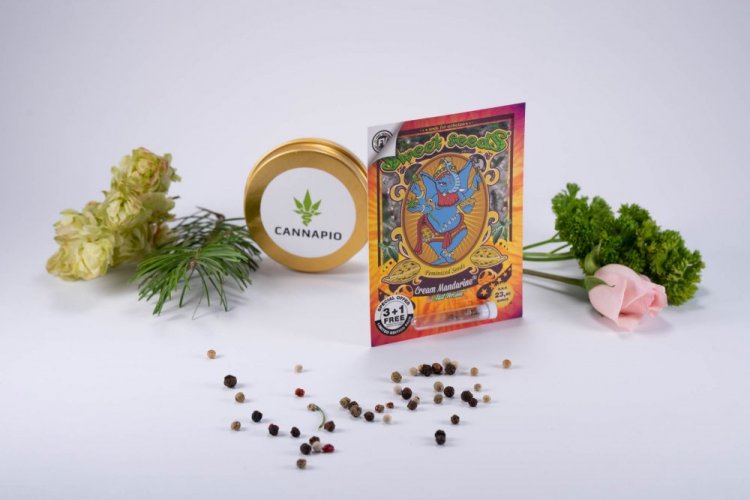 Cream Mandarine Fast Version - feminizované semienka 3ks Sweet Seeds