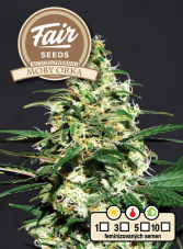 Fair Seeds Auto Moby Orka samonakvétací semena