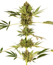 Himalayan CBD - feminizovaná semínka 3 ks Sensi Seeds