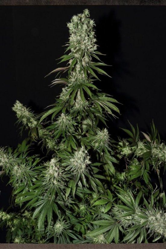 White Strawberry Skunk - 10ks feminizovaná semínka Strain Hunters