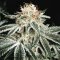 Biela Vdova - White Widow