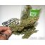 Auto Acid - feminizované a autoflowering semienka 10ks Paradise Seeds
