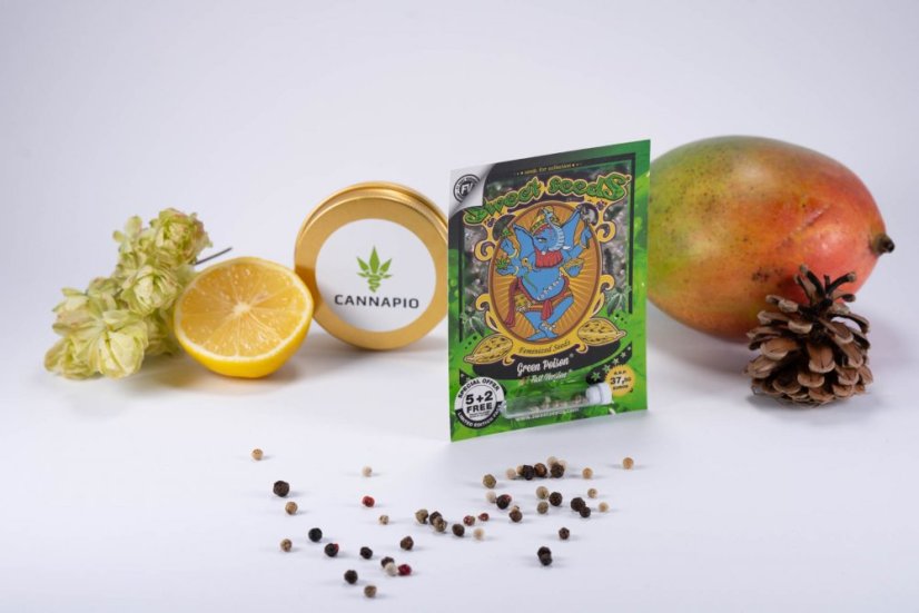 Green Poison Fast Version - feminizované semienka 10ks Sweet Seeds