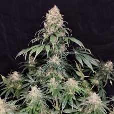 Medikit - feminizované semienka, 10 ks, Buddha Seeds