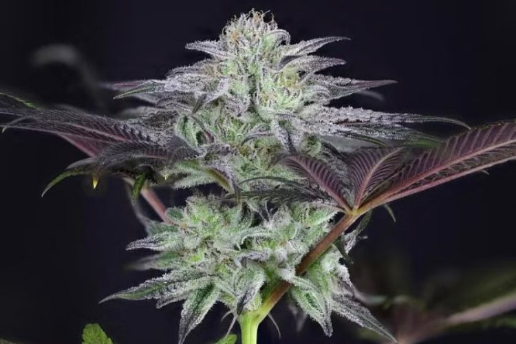 Peyote Gorilla - feminized cannabis seeds 10 pcs, Seedsman