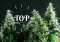 Top Cannabis Varieties for Indoor Cultivation
