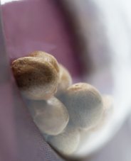 Sweet Cherry Kush - Feminizovaná semena konopí 3 ks, Sensi Seeds