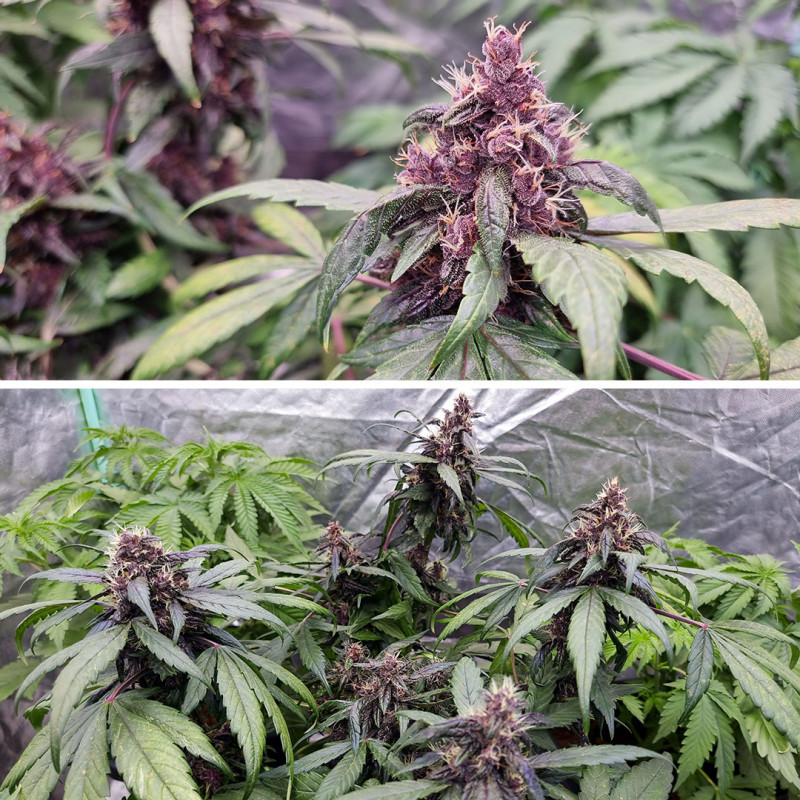 Auto Forbidden Cherry - autoflowering semená 7ks, Dutch Passion