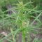 Ruderal cannabis