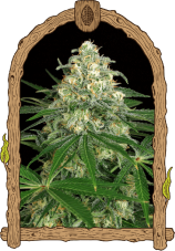 Z&amp;Z Auto – gefeminiseerde autoflowering zaden, 10 stuks, Exotic Seed
