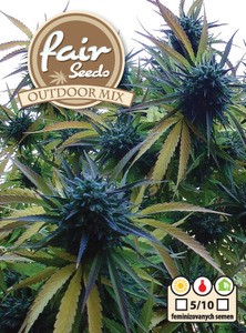 Outdoor MIX - 5 ks samonakvétací semena konopí Fair Seeds