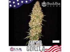 Buddha Seeds Gorilla Auto samonakvétací semena