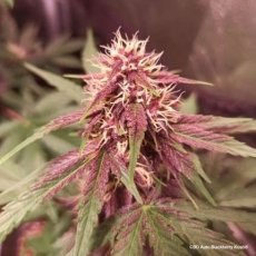 CBD Auto Blackberry Kush® - женски. и самоцъфтящи семена 7 бр Dutch Passion