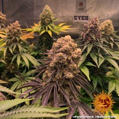 Purple Punch - feminizowane nasiona marihuany 5 szt Barney's Farm