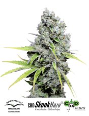 CBD Skunk Haze® - feminized seeds 3 pcs Dutch Passion