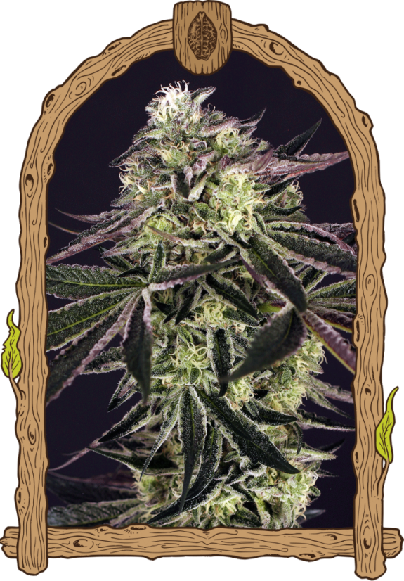 Purple Shot - feminizované semená, 10 ks, Exotic Seed