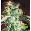 Jack 47 - Feminized Seeds 3 Sweet Seeds