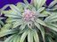 G13 x Widow 18 ks štandardizovaná semienka Mr. Nice