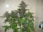 Dark Devil Auto - fem. a autoflowering semienka 10ks Sweet Seeds