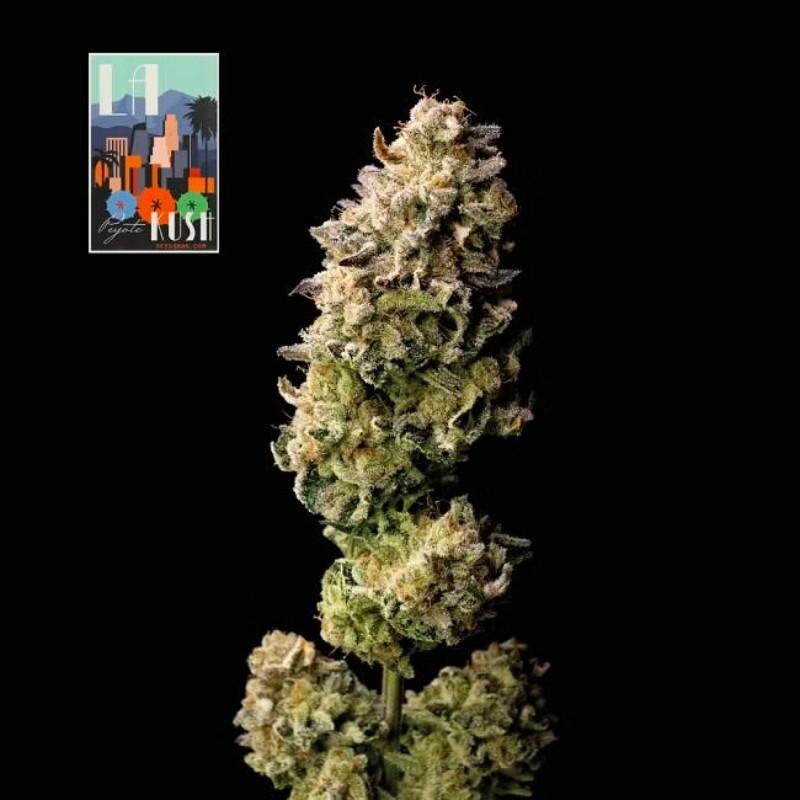 L.A. Peyote Kush - feminizovaná semena konopí 10 ks, Seedsman