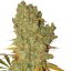 Special Kush n.1 - feminized seeds 3 pcs Royal Queen Seeds