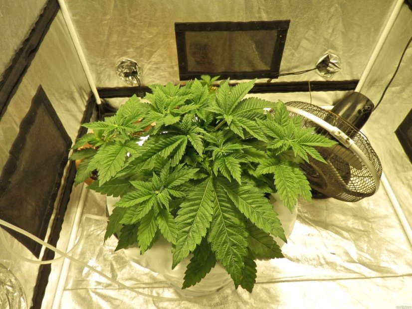 White Widow - feminizovaná semínka Royal Queen Seeds 3 ks